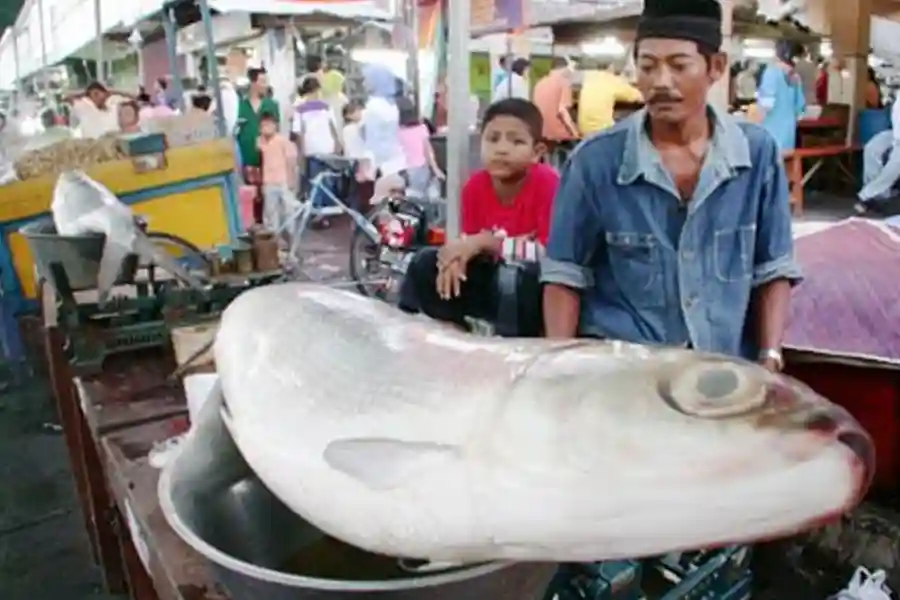 Pasar Bandeng Gresik jadi tradisi Ramadan penuh sejarah, menghadirkan lelang bandeng hingga ratusan juta di tengah tantangan produksi.