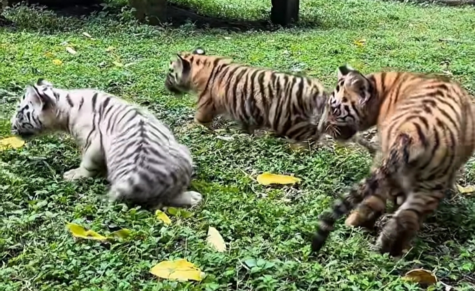 3 Anak Harimau Benggala lahir di TSI Pasuruan