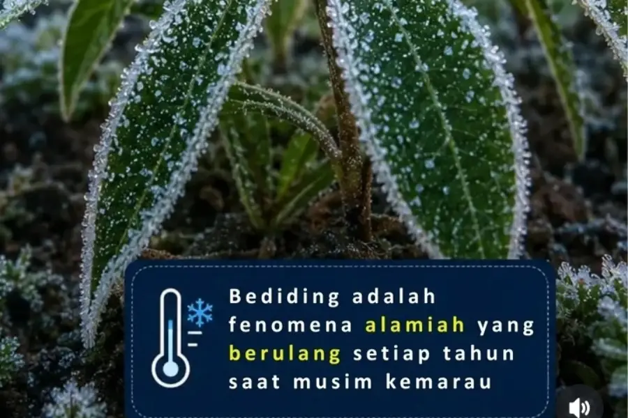 Fenomena Alam Bediding Saat Kemarau hingga Suhu Dingin di Pegunungan Fenomena bediding/Dok BMKG