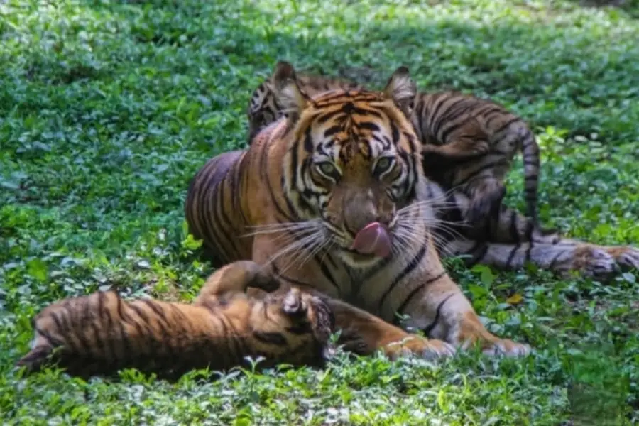 Empat bayi harimau lahir di Taman Safari Indonesia (TSI) II Prigen/TSI Prigen