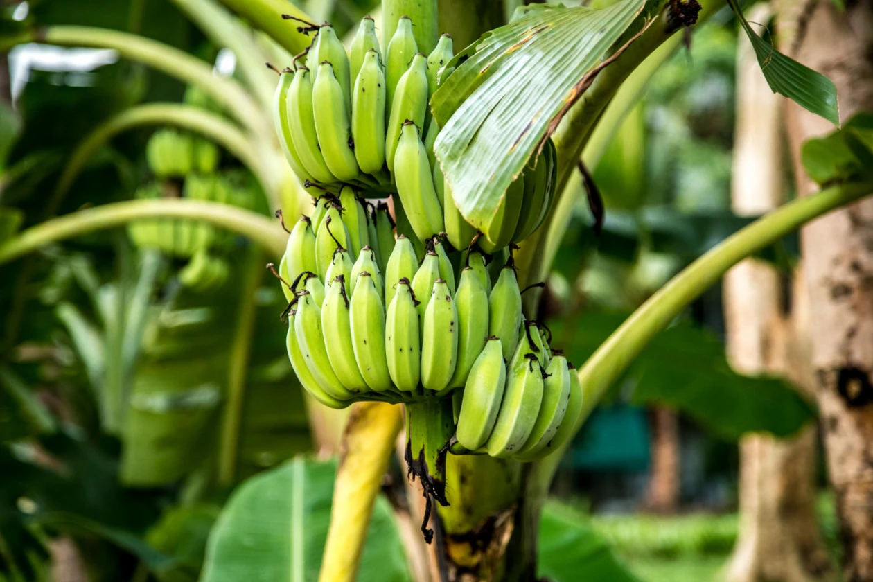 Pisang sebagai antioksidan mampu mencegah stunting/Dok UGM